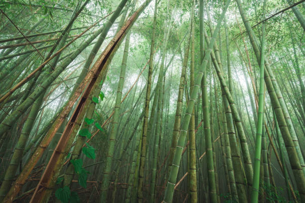 Green bamboo forest growing tall and dense in misty weather