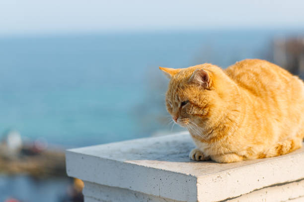 istock Orange ginger cat. Cat by the sea. 2193323949