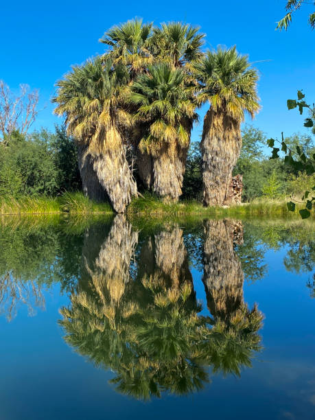istock California fan palms and natural desert hot spring 2193324182