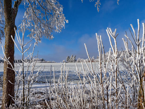 landscape in winter - white frost