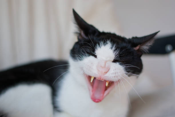 istock Beautiful cat that yawns and seems to laugh 2193325257