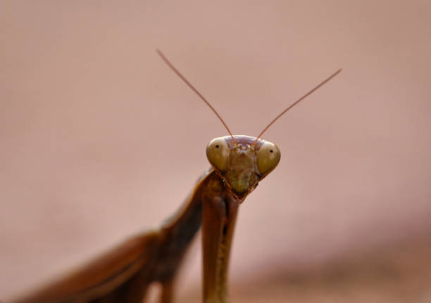 macro