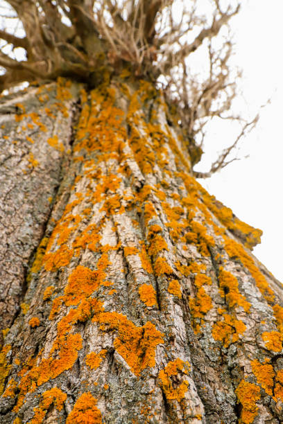 Close-up of tree bark with different colors