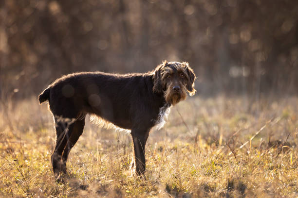 Rough-coated Bohemian poiter, versatile gun dog working with hunter Bohemian wirehaired pointing griffon work with hunter on the meadow Český Fousek stock pictures, royalty-free photos & images