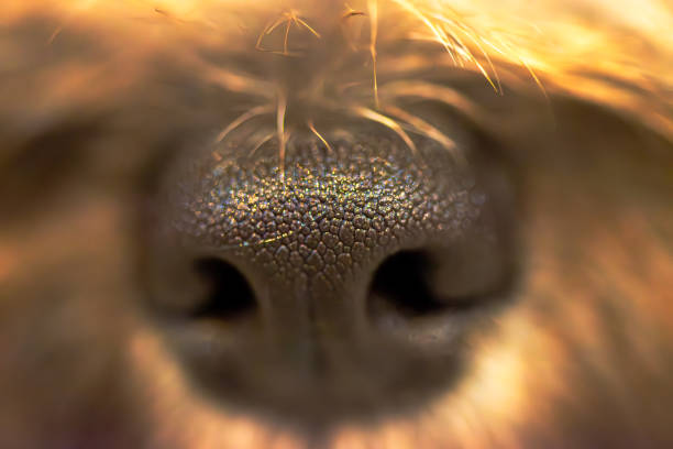 A close-up shot captures the curiosity of a dog's wet nose, revealing intricate details and reflections in the puddle.