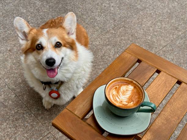 istock Happy corgi sharing coffee time on a sunny terrace 2193328900