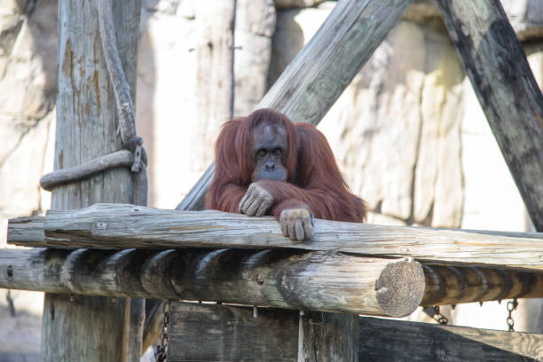 Orangutan is watching the world gone by with deep thoughts with eyes beaming intelligence