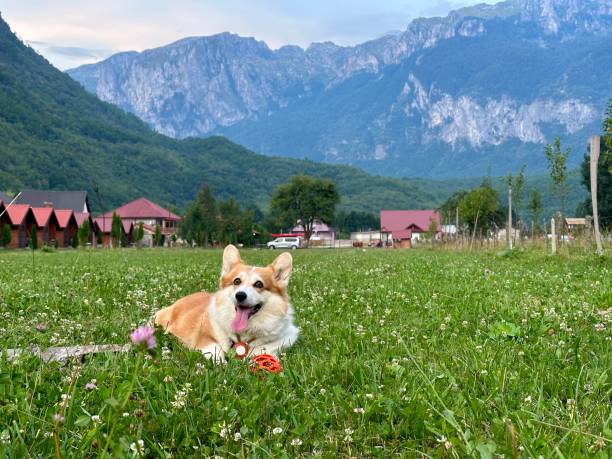 istock Relaxed corgi laying on green grass with mountain chalets behind 2193328991