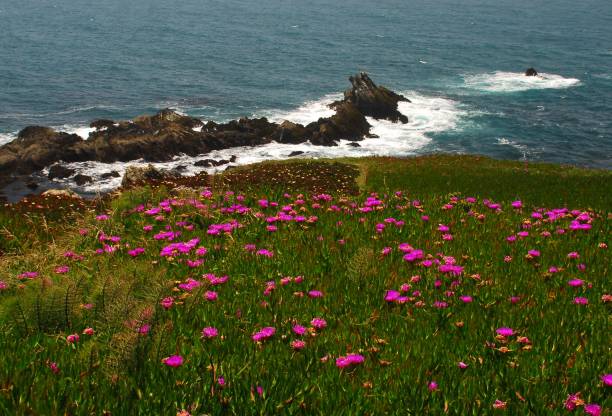 Pink Flowers on the coast