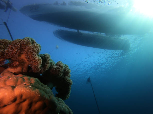 istock diving into the coral triangle of the world 2193330430