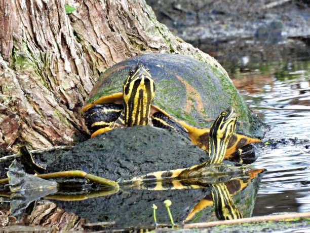 istock Florida Red-bellied Cooters (Pseudemys rubriventris) - resting at water's edge 2193330586