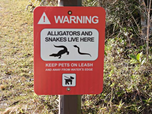 istock “Warning Alligators and Snakes Live Here Keep Pets On Leash And Away From Water’s Edge” - sign 2193330765