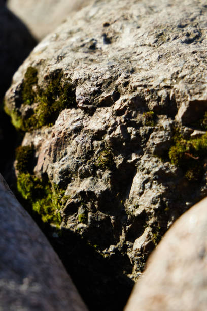 istock An UpClose View of Mossy Rock Textures Surrounded by a Natural Environment and Scenery 2193331408