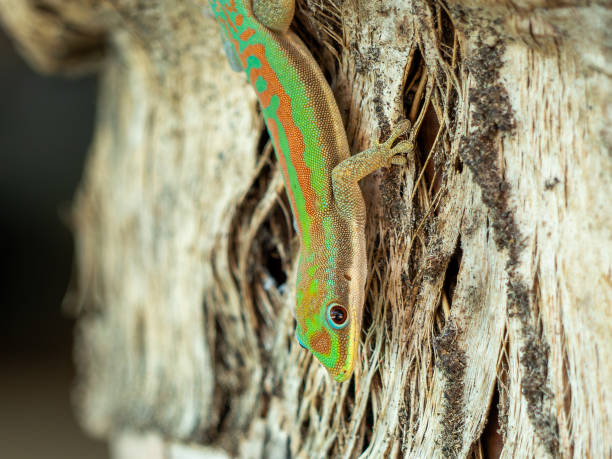 istock Madagascar day gecko, Madagascar island tropical forest jungle lizard 2193332398