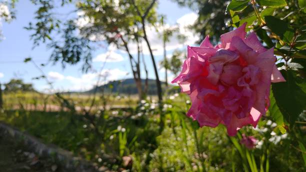 istock Softly blossoms the rose of life 2193332457