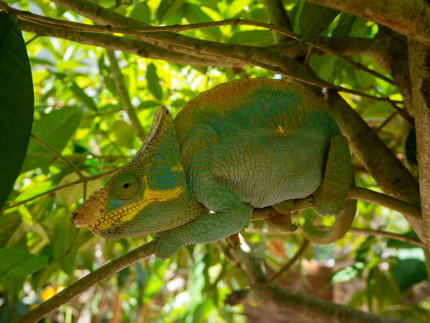 istock Parsons chameleon, Madagascar island tropical forest jungle chameleon 2193332553