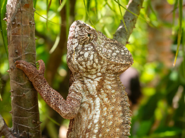 istock Parsons chameleon, Madagascar island tropical forest jungle chameleon 2193332556