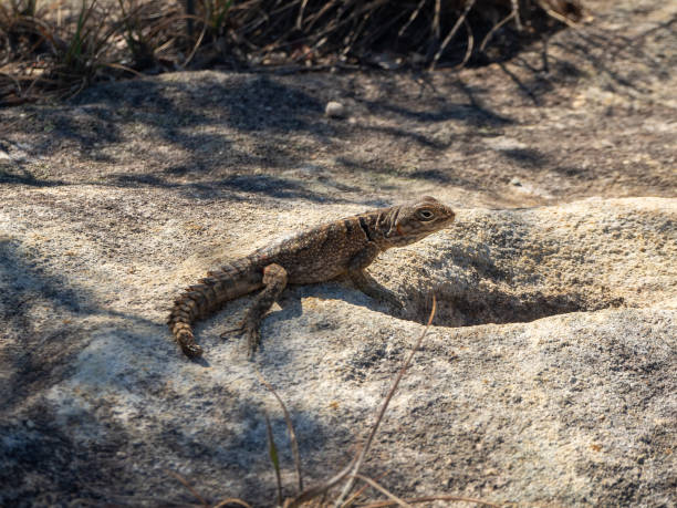 istock Madagascar spotted spiny-tailed iguana, Madagascar island tropical forest jungle lizard 2193332600