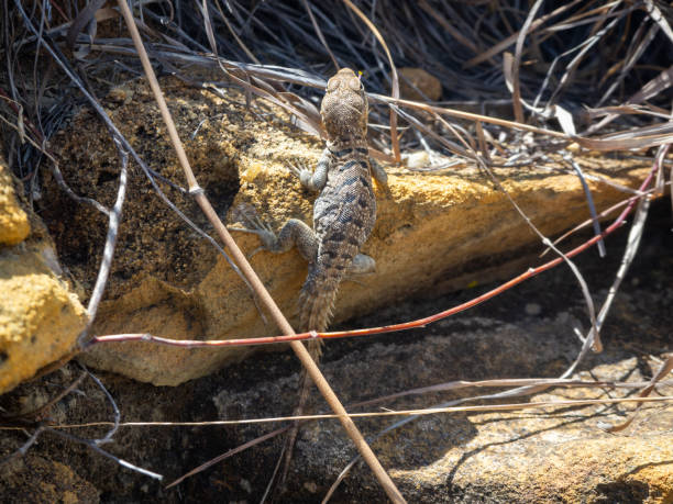 istock Madagascar spotted spiny-tailed iguana, Madagascar island tropical forest jungle lizard 2193332632