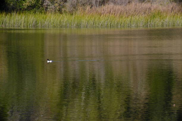 A solitary Bird swimming in a lake in california