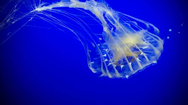 istock Beautiful Jellyfish in Neon Light Against Blue Background, Mesmerizing Movement 2193339251