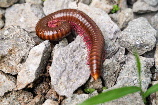 istock Millipedes Closeup treading on crushed stones 2193340261