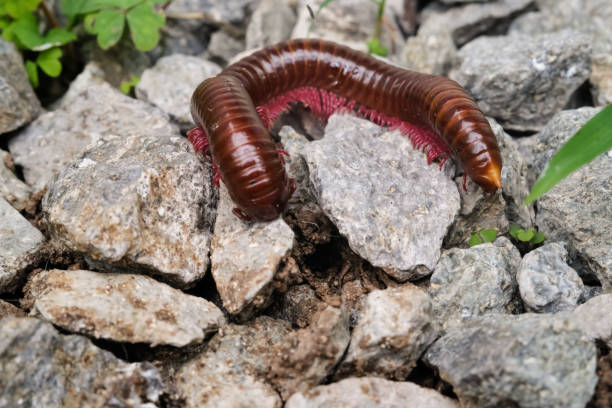 istock Millipedes Closeup treading on crushed stones 2193340267