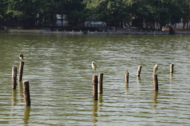 A group of birds are sitting on wooden posts in a body of water. The water is green and calm