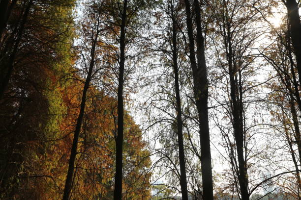 istock A photograph of tall trees in a forest, with sunlight filtering through their branches, creating an autumnal atmosphere 2193343270