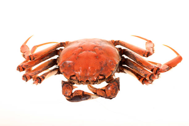 istock Hairy crab, Chinese delicacy 2193343298