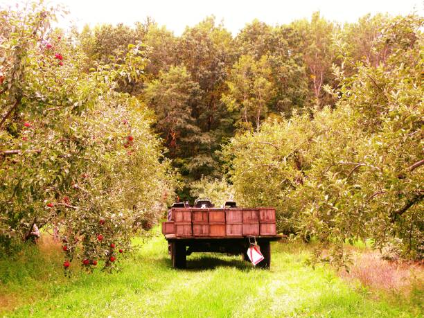 Autumn apple orchard.