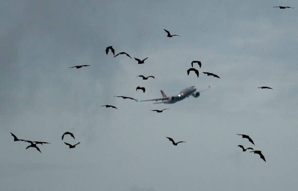 istock Aircraft flying toward a colony of Grey headed flying fox fruit bats . 2193344850