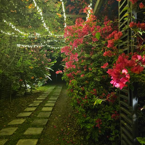 istock Roses in the garden 2193345632