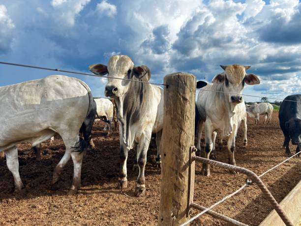 istock feedlot intensive production system beef cattle. Nice Nellore Bull cattle 2193347119