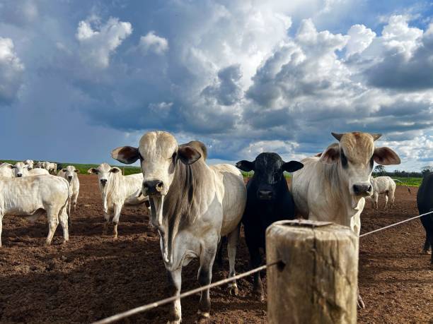 istock feedlot intensive production system beef cattle. Nice Nellore Bull cattle 2193347121