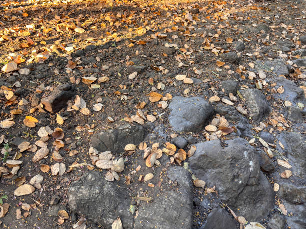 A rocky area with leaves scattered on the ground. The leaves are brown and the ground is covered in rocks
