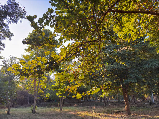 The tree has yellow and brown leaves, and it is in a field. The leaves are scattered all over the tree, and the tree is surrounded by other trees. The field is a peaceful and serene place