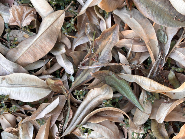 istock A pile of leaves on the ground 2193347253