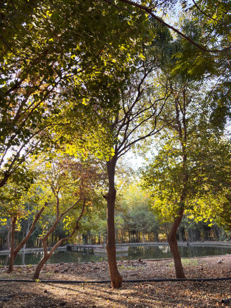 istock A tree with a trunk that is bent and leaning to the right 2193347277