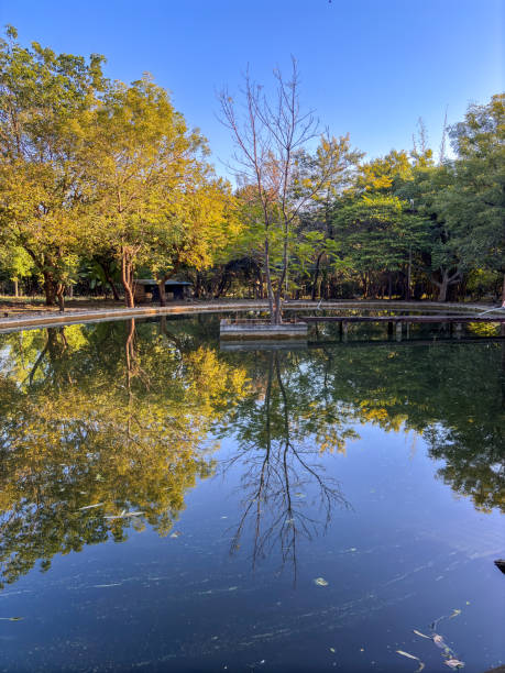istock A pond with a tree in the middle and a bench on the right side 2193347326