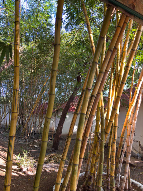 istock A row of bamboo plants are lined up in a yard 2193347979