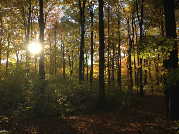 istock Earl Bales Park, North York, Toronto 2193347984
