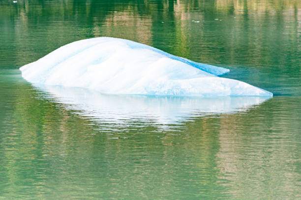 polar bear swimming in the pool