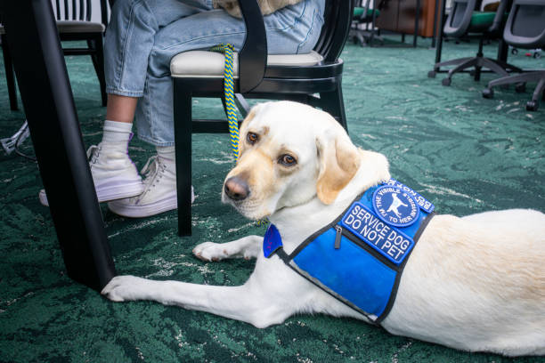 service dog patiently waits on floor of library while owner studies