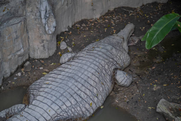 A crocodile laying on the ground with its head down. The crocodile is laying on a rock and there is a leaf on the ground
