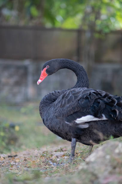 A black swan is standing in a grassy area. The swan is large and has a red beak