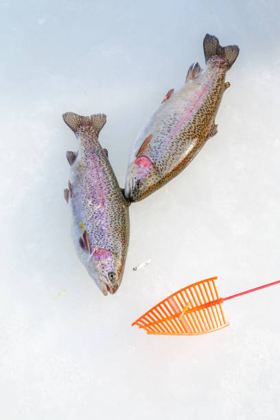 Young Boy Catching Fish While Ice Fishing in Winter, Quebec, Canada.