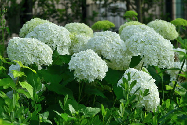 istock Hydrangea paniculata: Multi-stemmed, Woody, Deciduous Shrub with Bright Flowers 2193354707