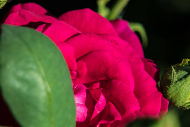 close-up of a rose flower in a bright pink shade. A green leaf partially covers the front of the frame. Also visible is a rosebud that has not yet opened. The background is dark, which emphasizes the brightness of the petals.