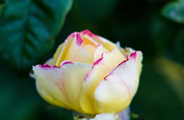 The image shows a close-up of a single yellow rose bud. Rose petals are pale yellow with hints of pink and white. The middle of the flower is a darker yellow shade with pink edges. The rose is surrounded by green leaves, which are slightly blurred in the background. The overall mood of the image is calm and serene